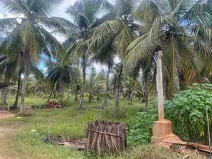 Coconut Land for Sale in Mundalama