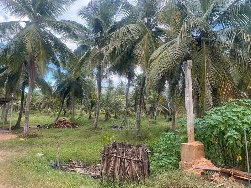 Coconut Land for Sale in Mundalama