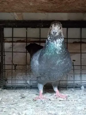 Pigeons