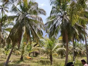 Coconut Land for Sale in Mundalama