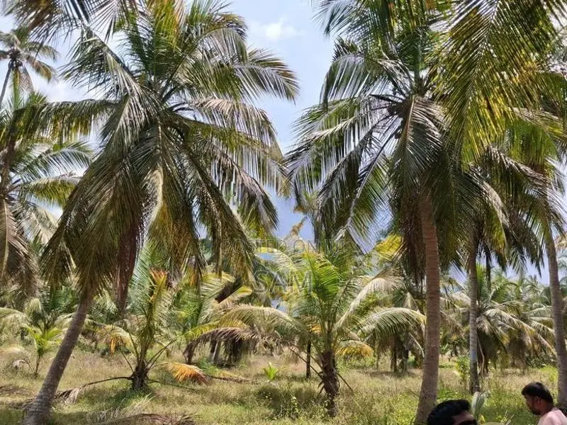Coconut Land for Sale in Mundalama