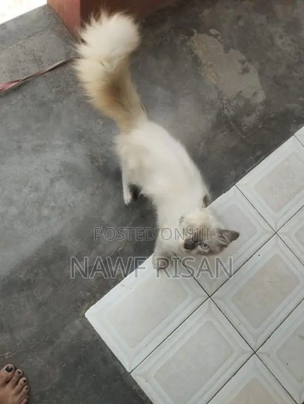 Person Cat