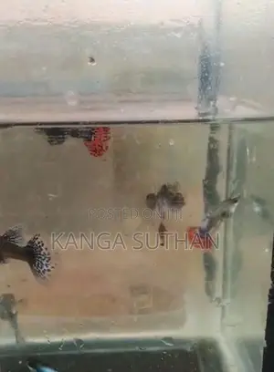 Dambo Ear Guppy
