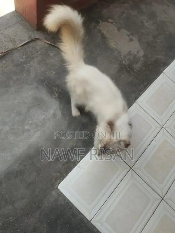 Person Cat