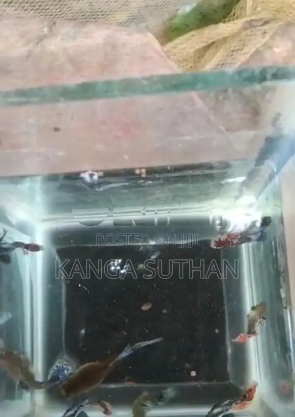 Dambo Ear Guppy