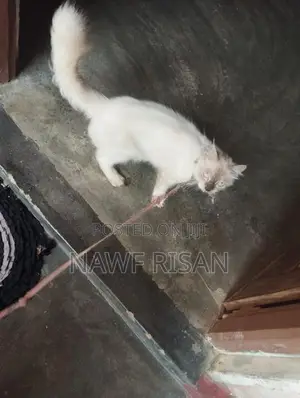 Person Cat