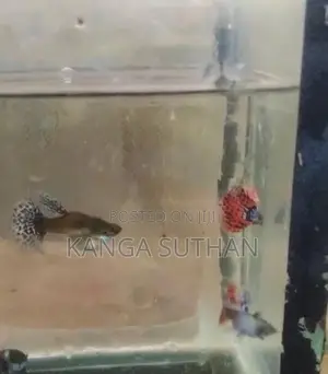 Dambo Ear Guppy