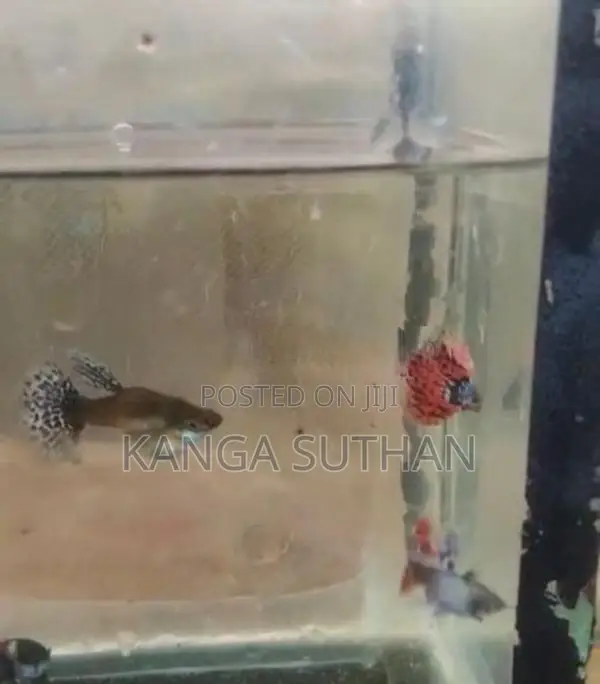 Dambo Ear Guppy