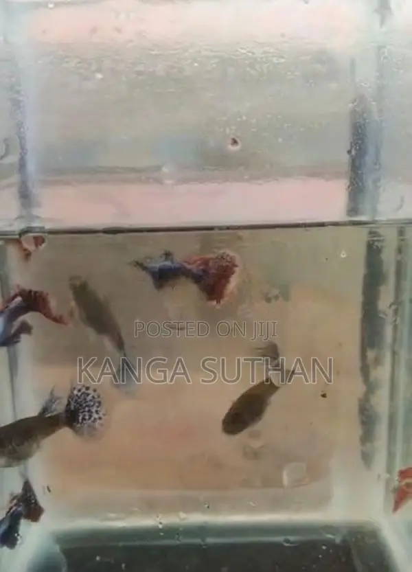 Dambo Ear Guppy