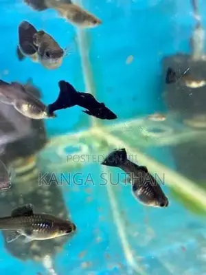 Jet Black Guppy