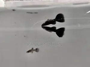 Jet Black Guppy