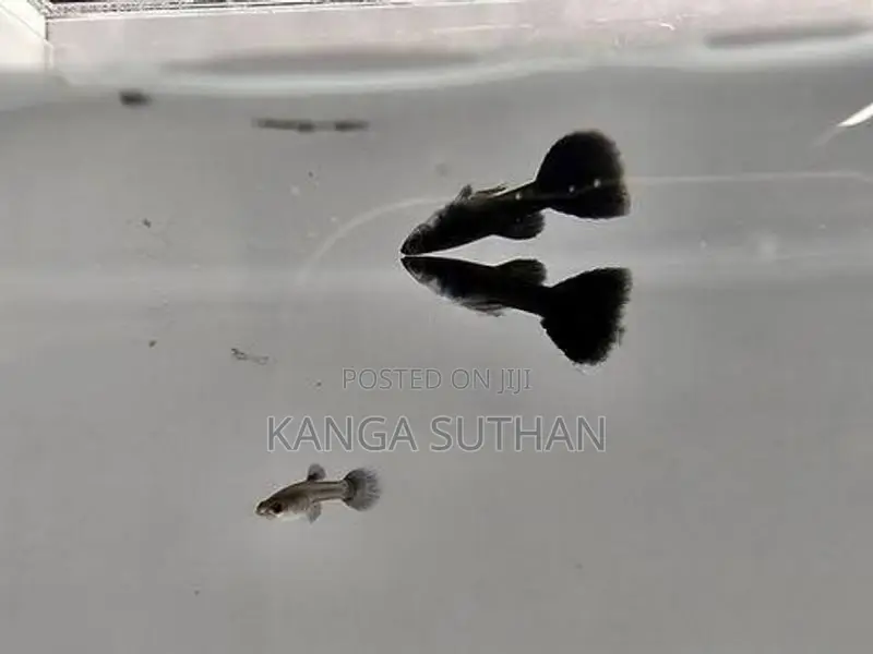 Jet Black Guppy