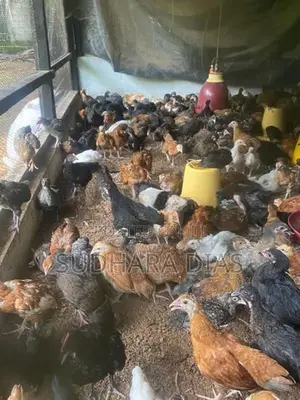 මාස 2 ගම් කිකිළි පැටව්