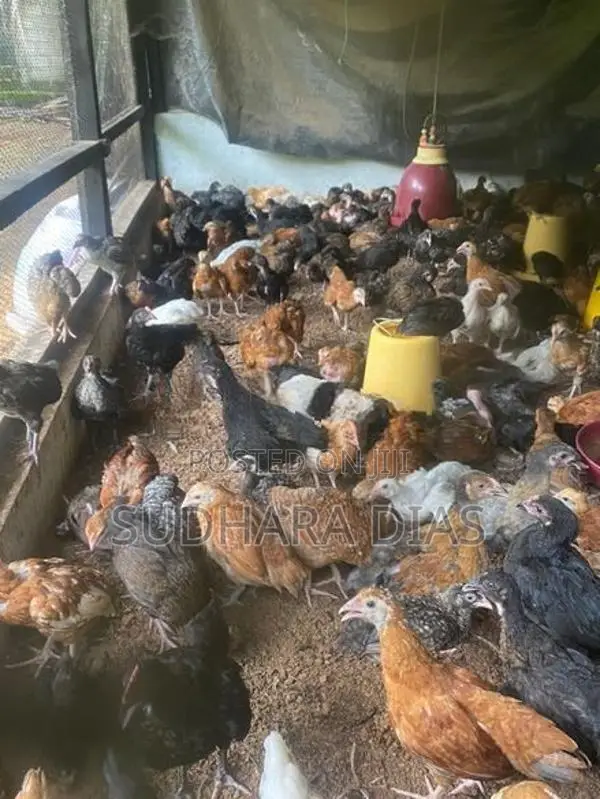 මාස 2 ගම් කිකිළි පැටව්