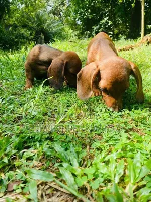 Dachshund Puppies