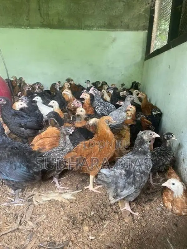 මාස 2 ගම් කිකිළි පැටව්