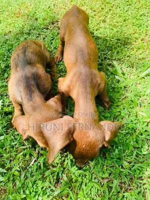 Dachshund Puppies