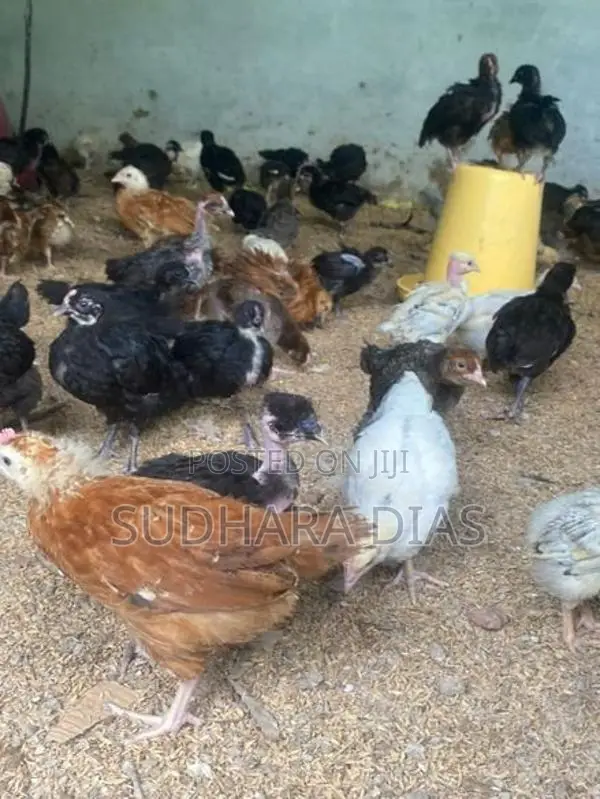 මාස 2 ගම් කිකිළි පැටව්