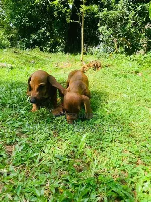 Dachshund Puppies