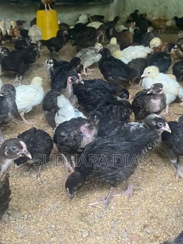 මාස 2 ගම් කිකිළි පැටව්