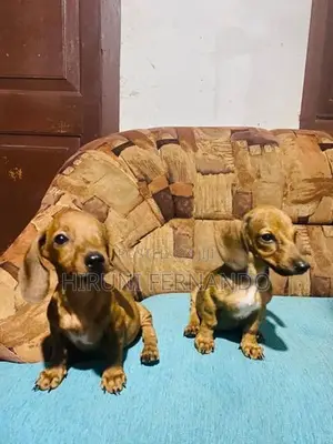 Dachshund Puppies