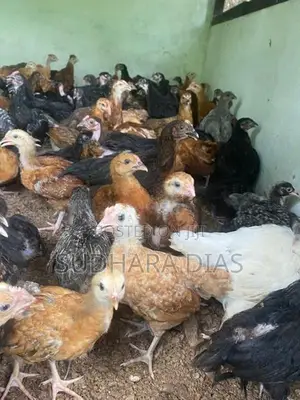 මාස 2 ගම් කිකිළි පැටව්