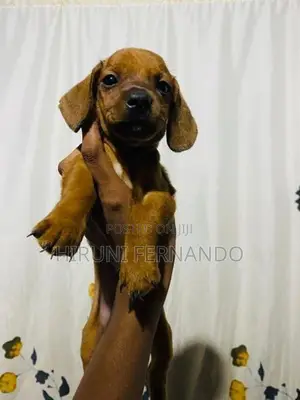 Dachshund Puppies