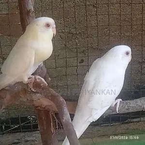 love birds red eye