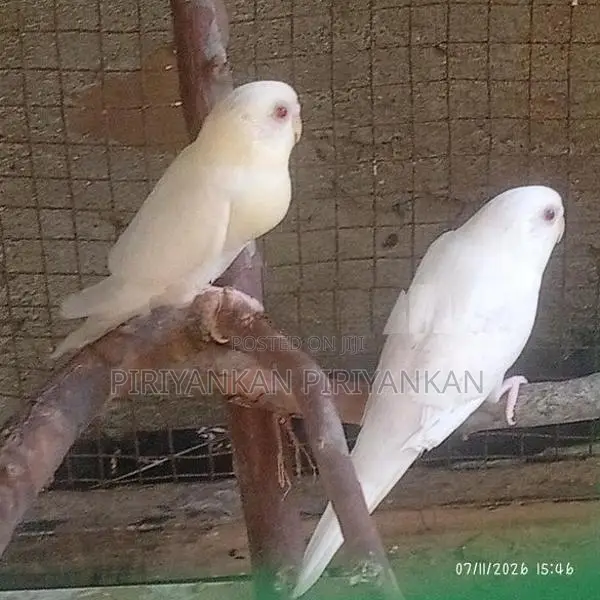 love birds red eye