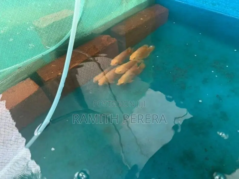 Red Velvet Oscar Fish
