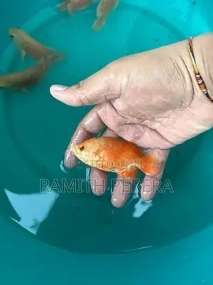 Red Velvet Oscar Fish