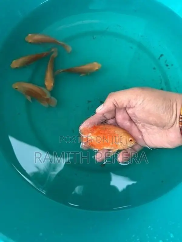 Red Velvet Oscar Fish