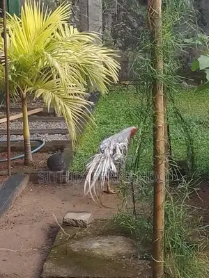 Parrot Beak Long Tail Rooster