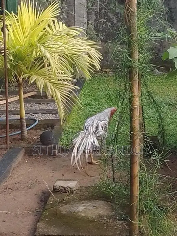 Parrot Beak Long Tail Rooster