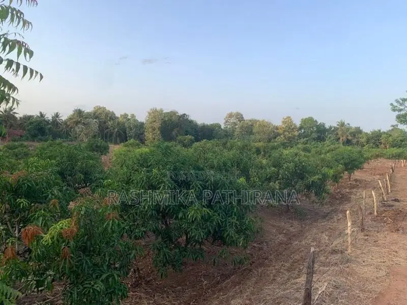 Land for Sale - Anuradhapura