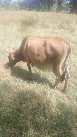 milk cow