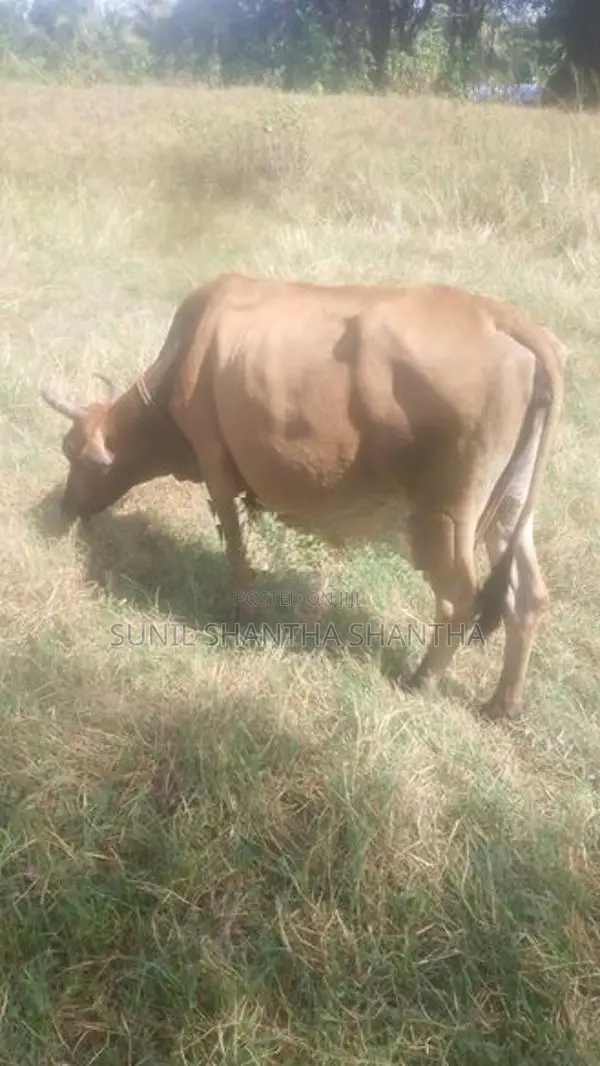 milk cow