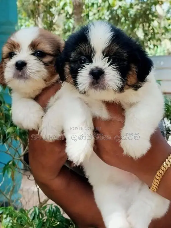 Shih Tzu Puppies