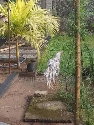 Parrot Beak Long Tail Rooster