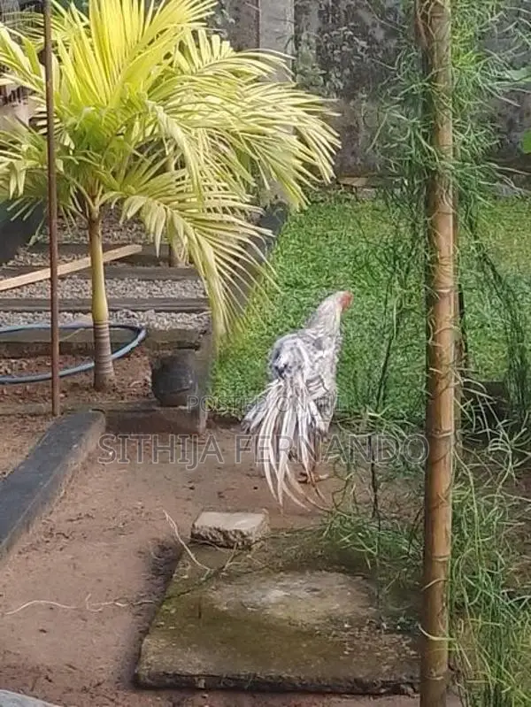 Parrot Beak Long Tail Rooster