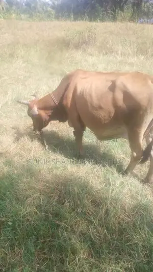 milk cow