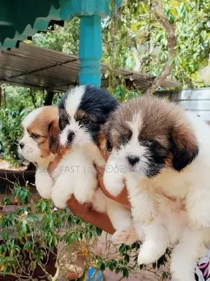 Shih Tzu Puppies