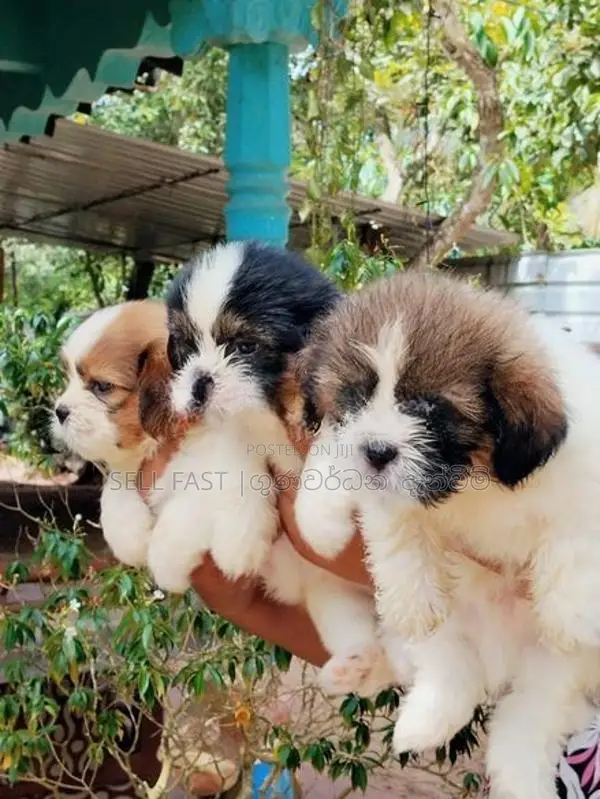Shih Tzu Puppies
