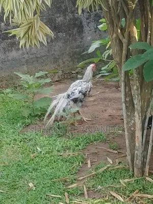 Parrot Beak Long Tail Rooster