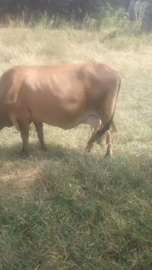milk cow