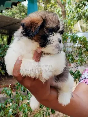 Shih Tzu Puppies
