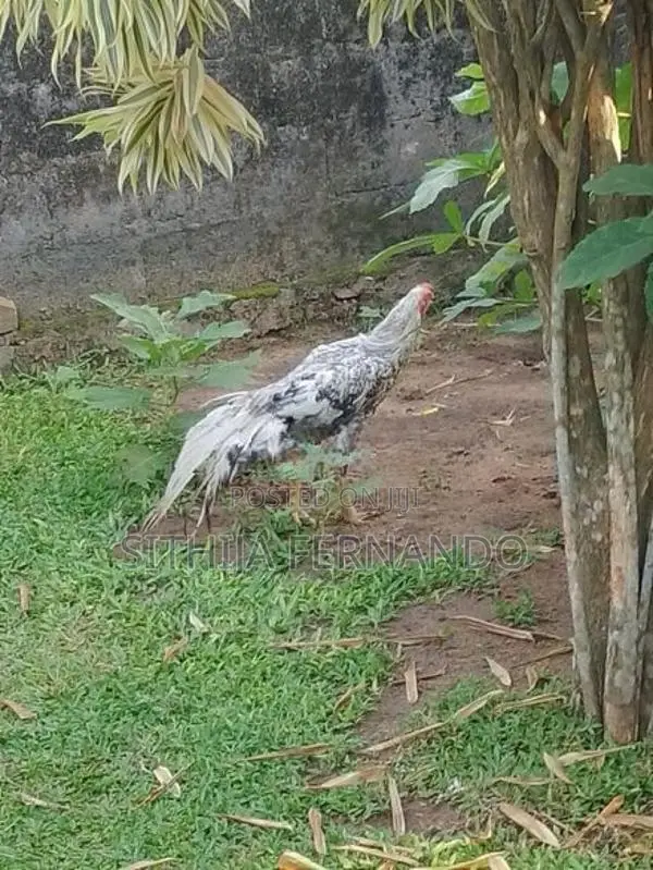 Parrot Beak Long Tail Rooster