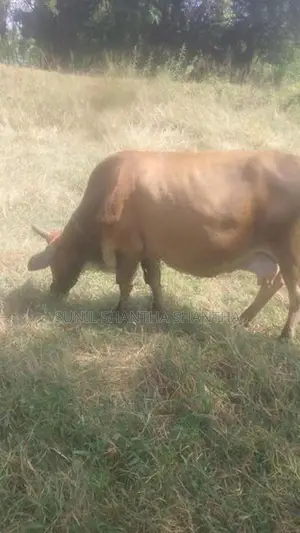 milk cow