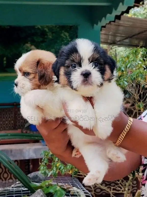 Shih Tzu Puppies