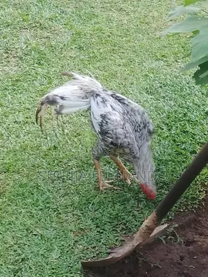 Parrot Beak Long Tail Rooster
